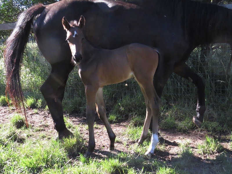 058 Panarea x Puissance De Lune bc 18-11 7d